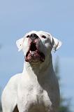 DOGUE ARGENTIN 021